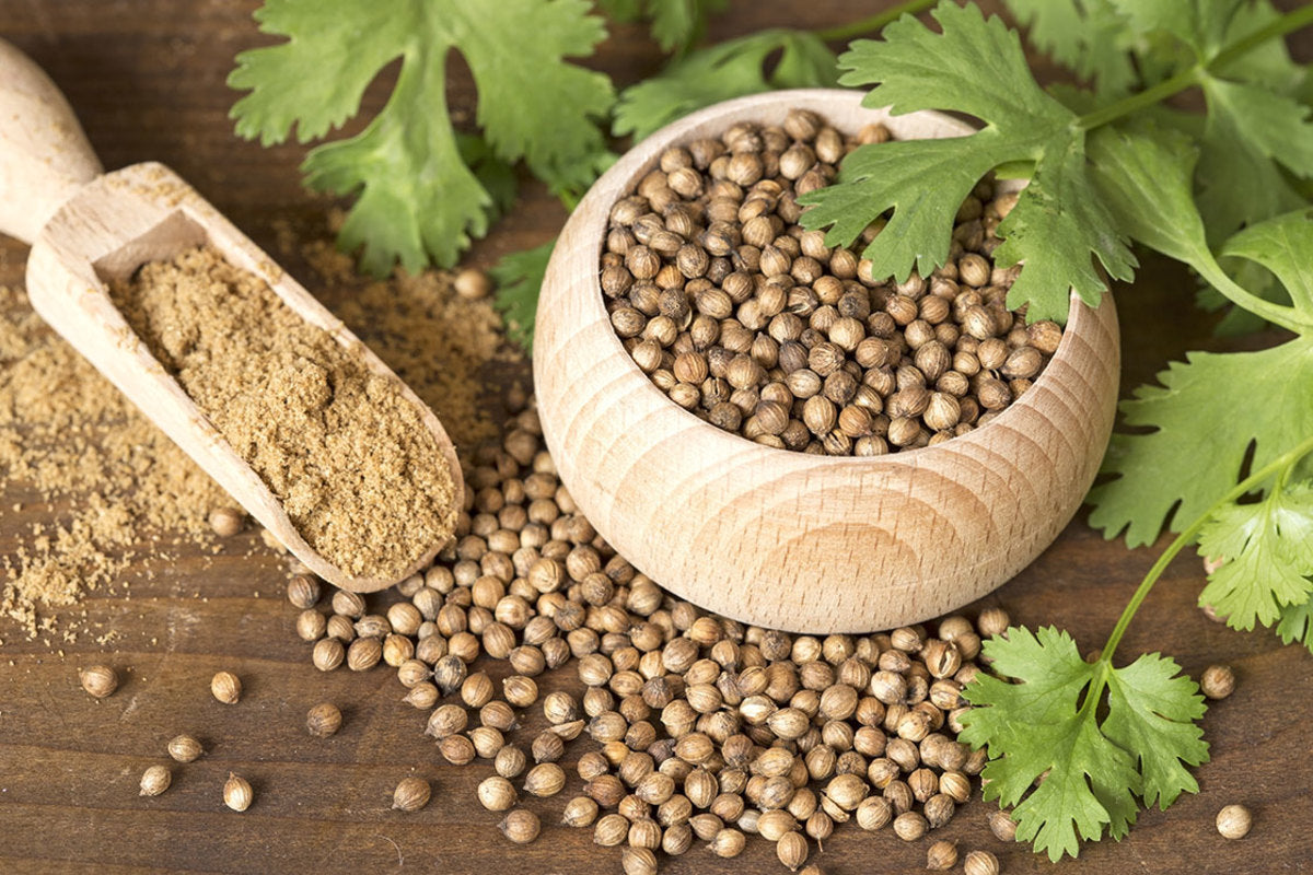 Coriander 